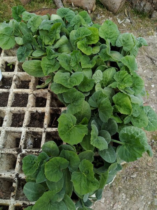 Plantas  de abóboras