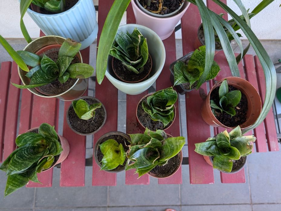 Plantas Espadas de São Jorge mini