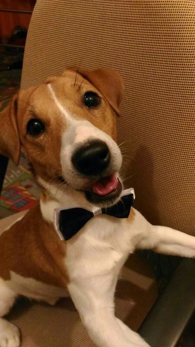 Джек Рассел тер'єр - в'язка