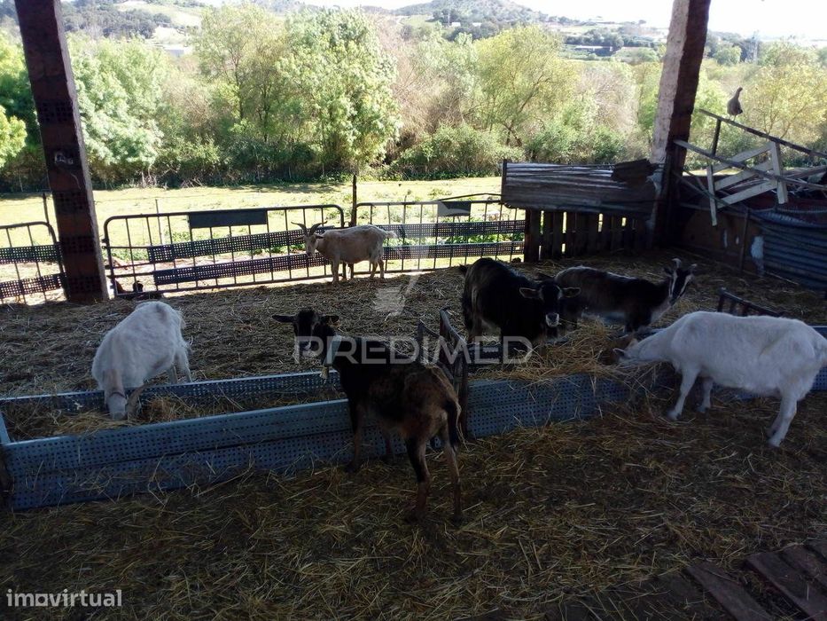 Quinta agrícola