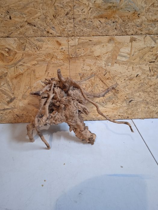 Korzeń do akwarium Red Moore Wood nr 162 o wymiarach 21/12/24