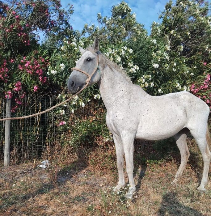 Égua cruzada lusitana