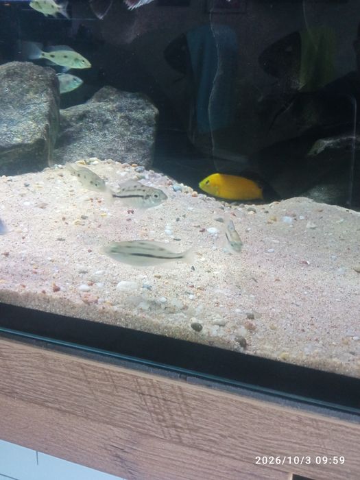 Protomelas taeniolatus red empress mlode