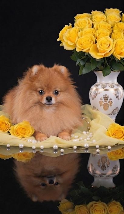 Хлопчик померанський шпіц КСУ.