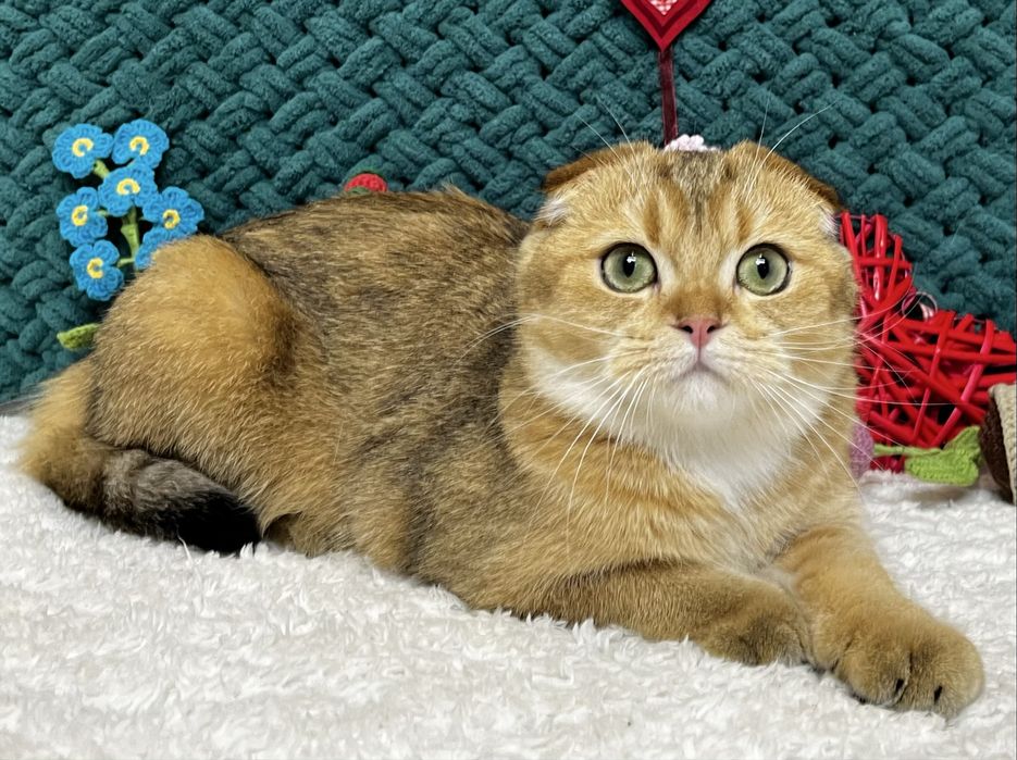 Шотландська киця