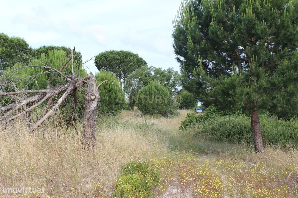 Terreno em Pegões Velhos com 16901 m2 — Pegões, Setúbal