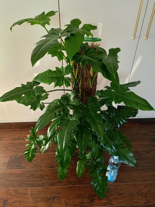 Philodendron Dragon