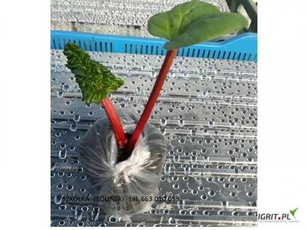 Sprzedam ,sadzonki, karpy nasiona rabarbaru.