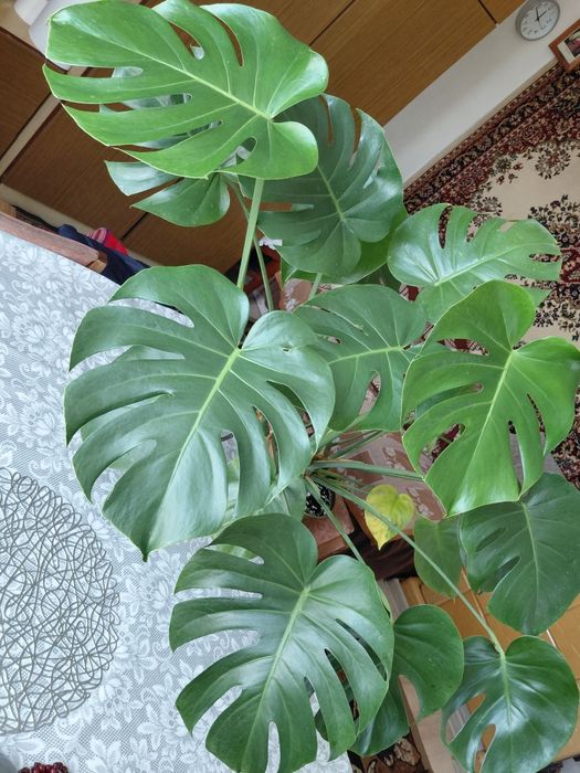 Monstera Deliciosa (dziurawa)