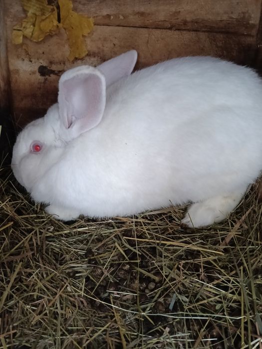 Продам кролів. '