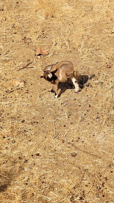 Cabrinhas micro anãs