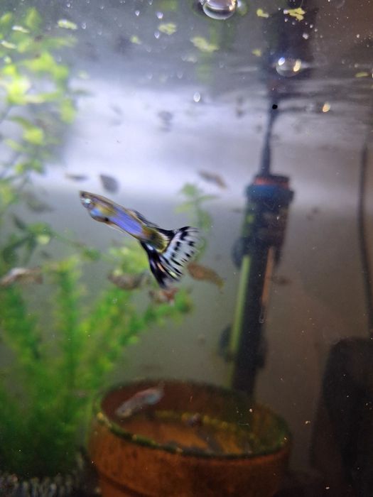 Guppies Machos e Fêmeas