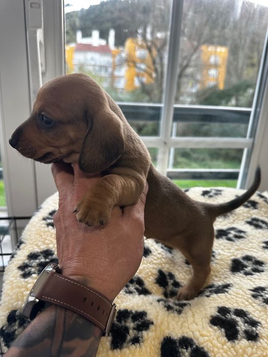 Teckel alerquim fêmea