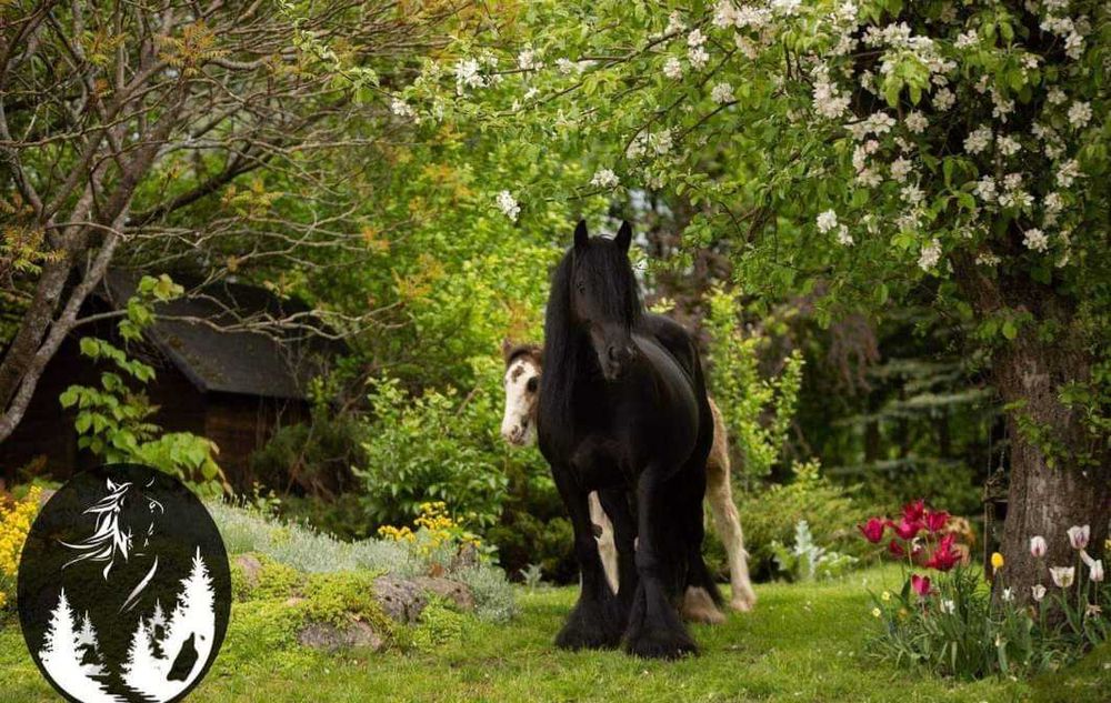 Malowany ogierek gypsy cob