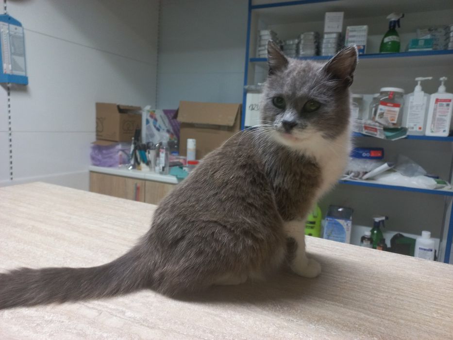 Чарівна кішка-компаньон шукає сім'ю