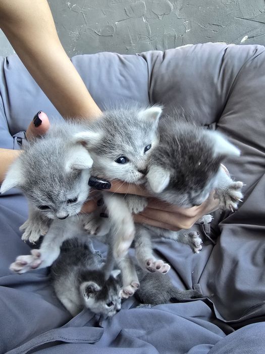 Кошенята шартрез(безкоштовно в добрі руки)