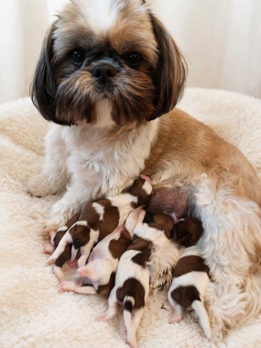 Śliczna suczka shih tzu  UCI