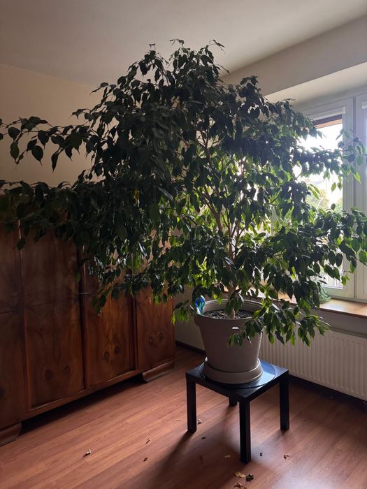Fikus Beniamin 2,5m wysoki zdrowy , hodowny w ekspozycji południowej