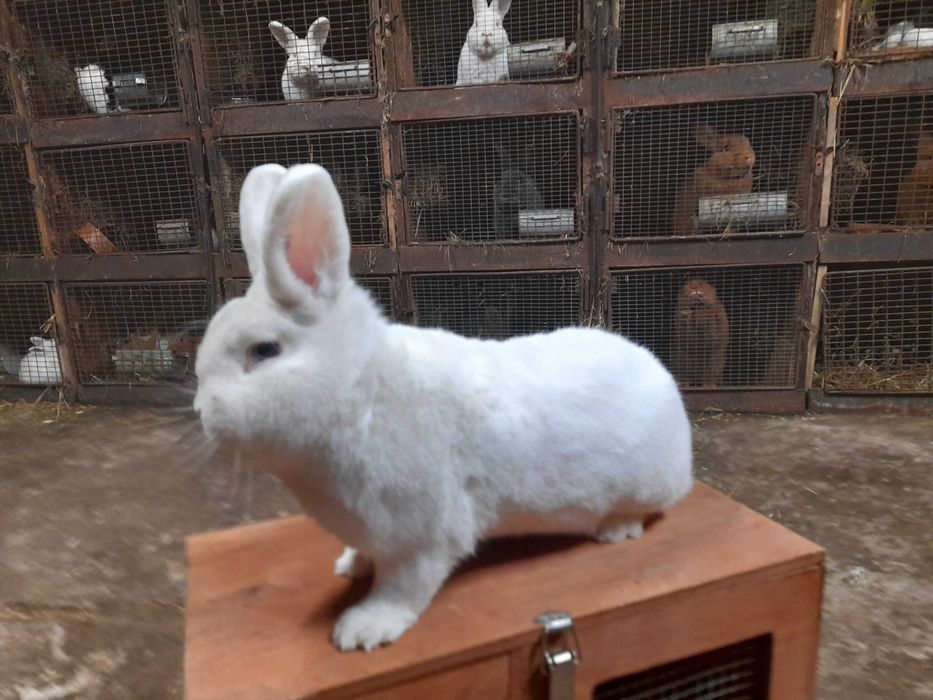 Wiedeński Biały samiec