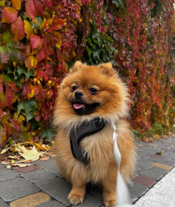 Данте шукає самочку.