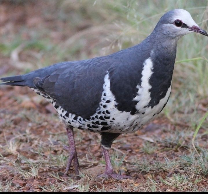 Casal de pombos wonga 2025