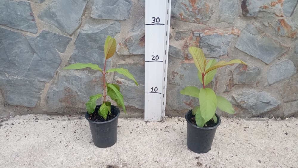 Weeping Fig and Guava Tree64284143208577121