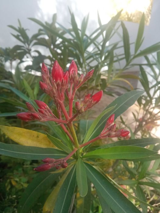 Loendreiros em vaso (oleander)