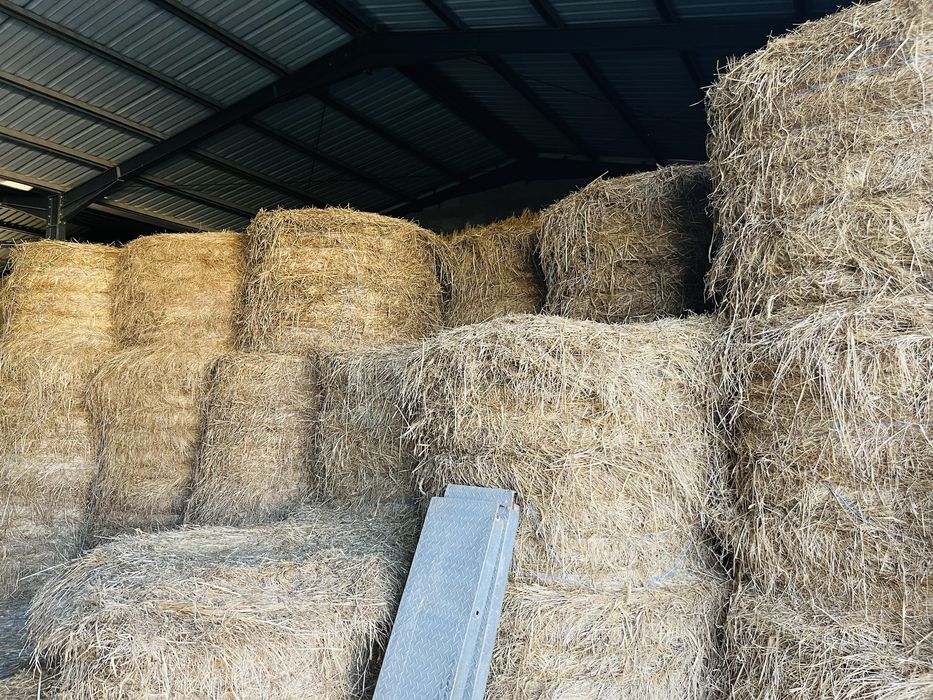 Fardos de feno com grãos