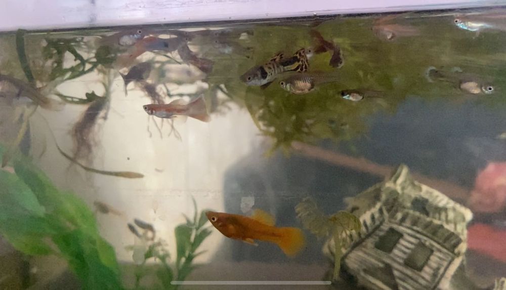 Рибки Гуппі (гупі) — чудовий вибір для початківців