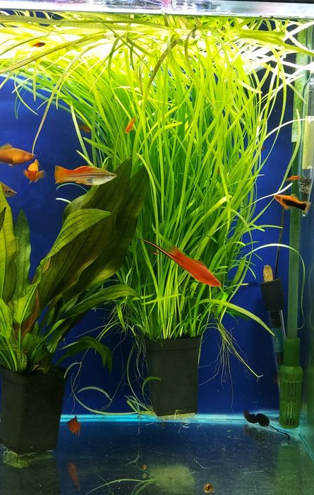 Strzałka skrzydlasta - Sagittaria Subulata - roślina akwariowa.