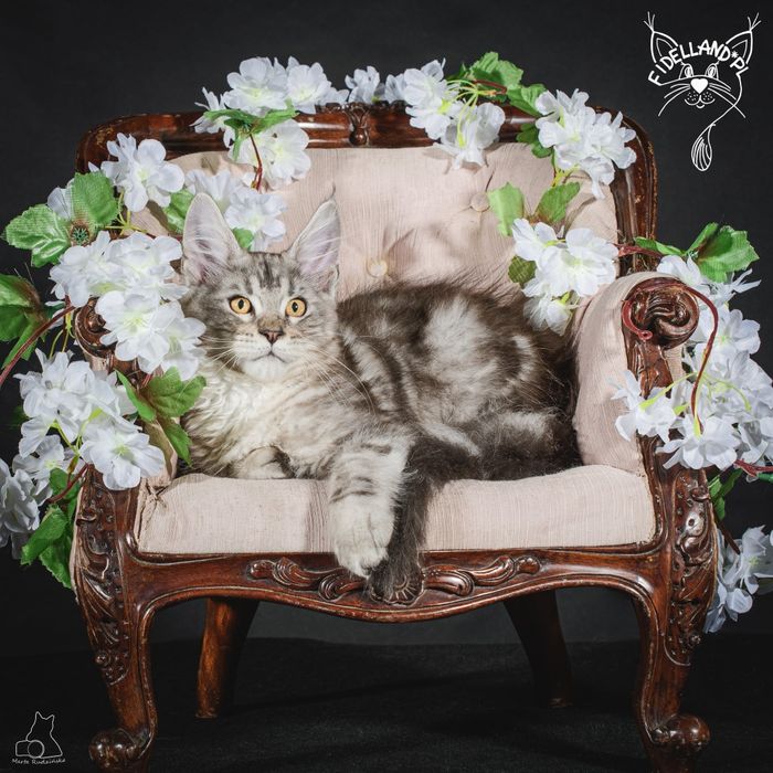 Srebrny maine coon