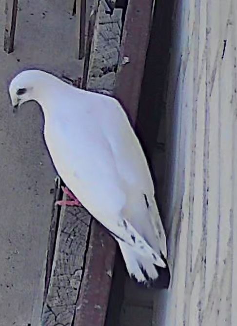 Młode gołębie pocztowe białe