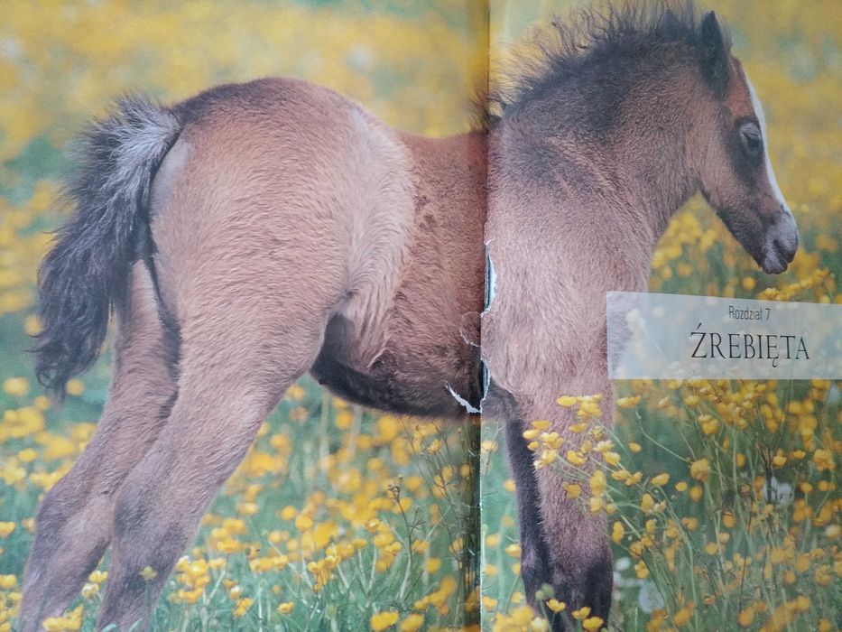 Książka - Album Piękno Konia