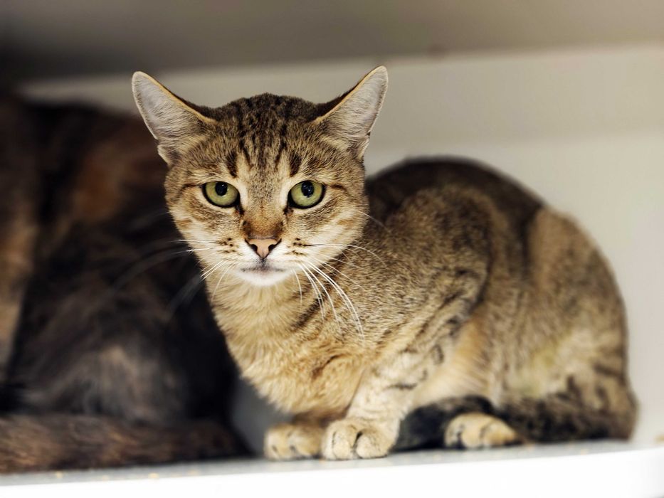 Кішка Лямура давно чекає в клітці на господаря, вакцин, стерил