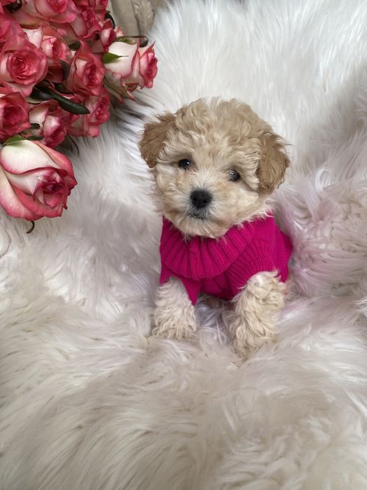 Мальтипу карамельні цуцики