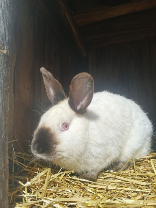 Кролик каліфорнія