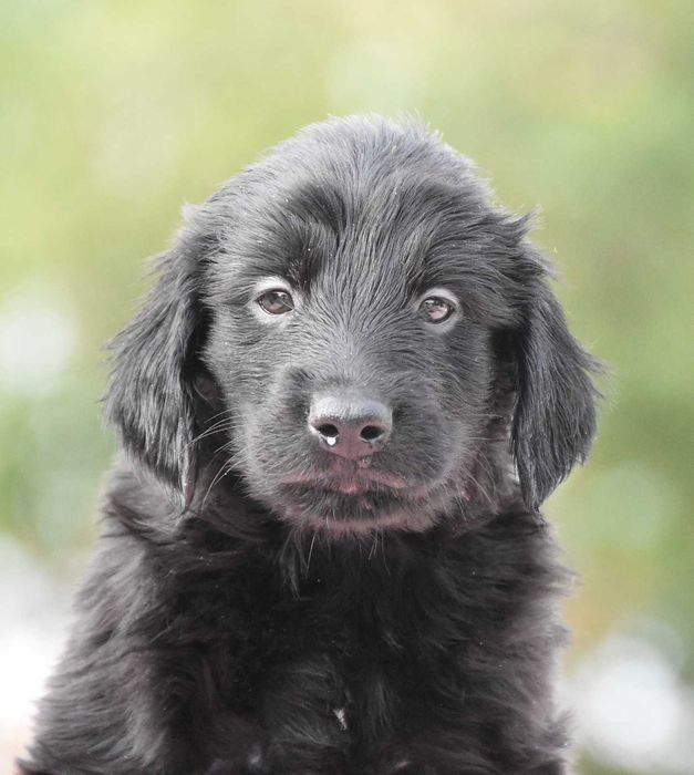 FLAT COATED RETRIEVER - czarna dziewczynka odb ok 03.10
