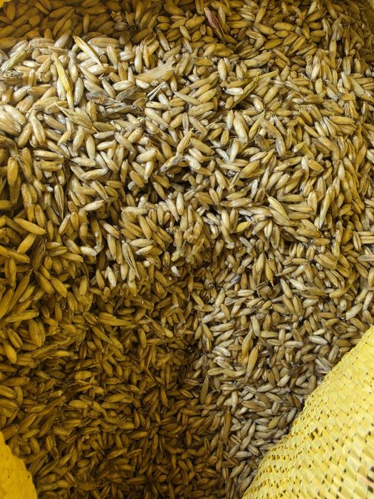 Owies bezłuskowy, owies zwykły