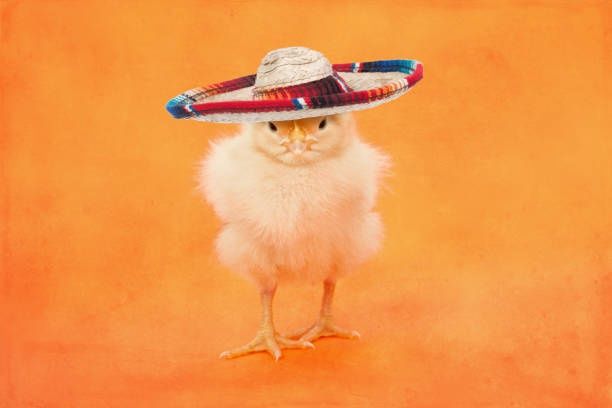 Продаю курчата, качки, гуси, індики