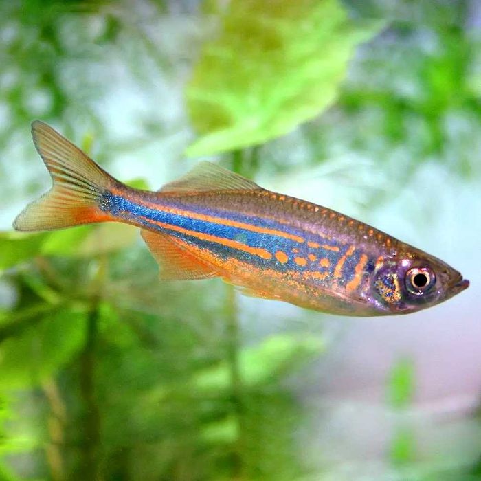 GB Danio Malabarski, Danio Malabarskie - dowóz ryb!