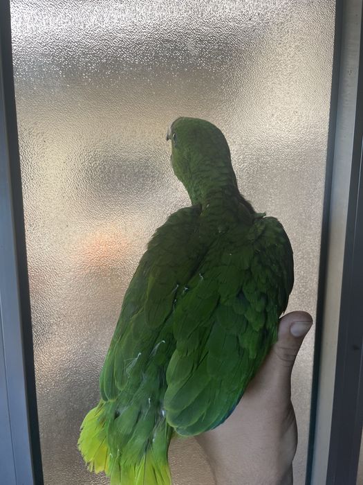 Papagaio Muito Meigo e Faladores