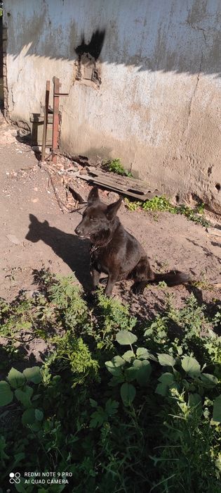 Продам чистокровную сучку 1.5года