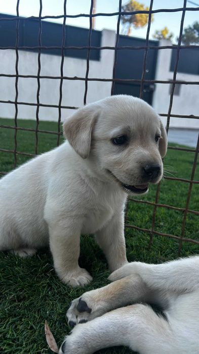 Cachorro Labrador com LOP