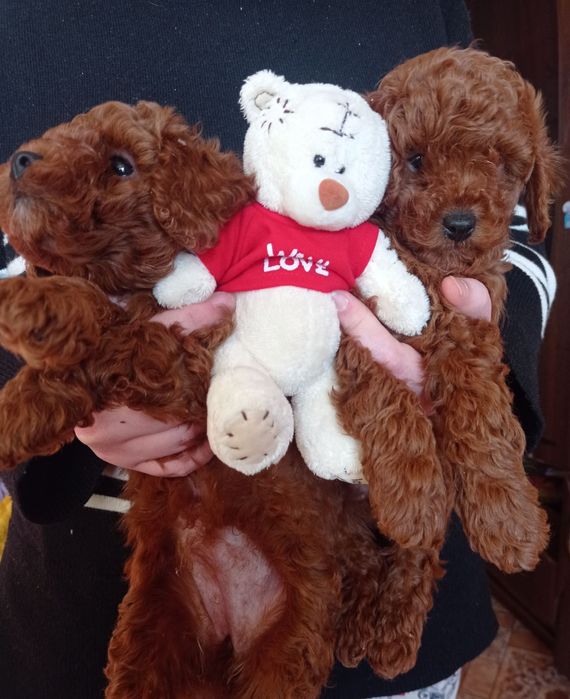 Дівчатка той пудель редбраун. Новорічна ціна!