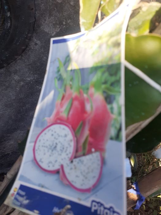 Pitayas mudas com raiz