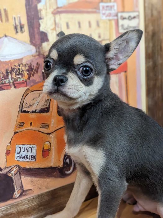 Щенок Чихуахуа продам