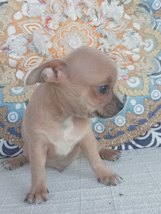 Chihuahua pêlo curto