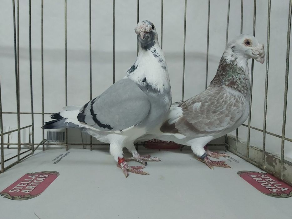 Gołębie Staropolskie