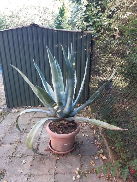 Aloes Agawa ogromny