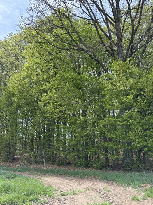 Działka leśna Kościerzyna